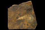 Paleocene Fossil Plant & Winged Walnut Fruit Fossil - North Dakota #156275-1